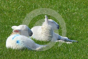Two lambs dozing, in hot spring sunshine photo