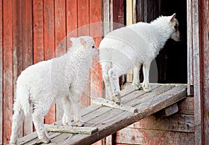Two lambs going inside