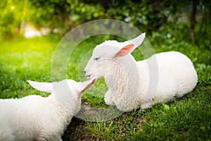 Two lambs on the grass