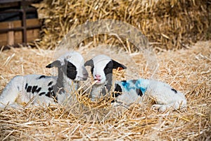 Two lambs in a lambing pen during lambing season