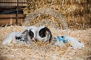 Two lambs in a lambing pen during lambing season
