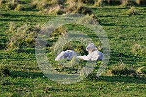 Two lambs lying down in a paddock