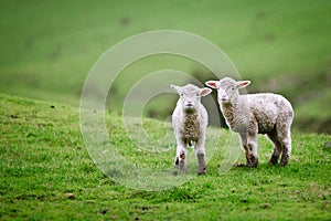 Two lambs on the meadow.