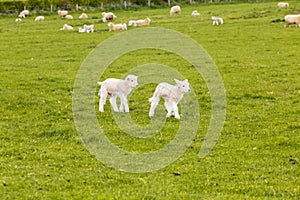 Two lambs in a meadow