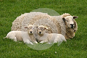 Two lambs and mother sheep