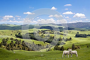 Two lambs and picturesque landscape