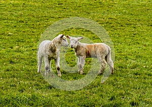 Two lambs playing in a field near Market Harborough  UK
