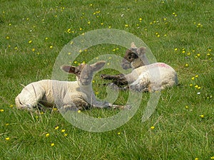 Two Lambs relaxing in a field