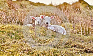 Two lambs resting in the afternoon sun.