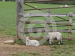 Two lambs resting near a farm gate