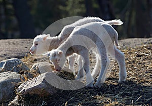 Two lambs serching food