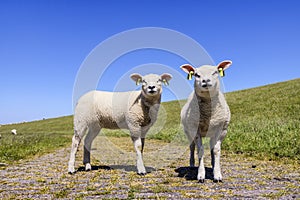 Two lambs standing looking next to each other on an embankment dike on the island Terschelling