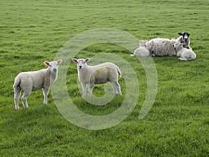 Two Lambs Standing with one Ewe lying with two lambs