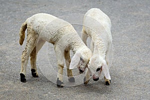 Two very young white lambs.
