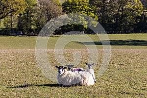 Two lambs with their mother in a field in rural Sussex, on a sunny spring day