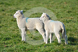 Two lambs together