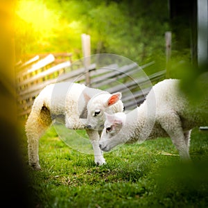 Two lambs with a tree in the foreground
