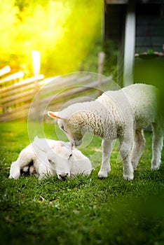 Two lambs with a tree in the foreground