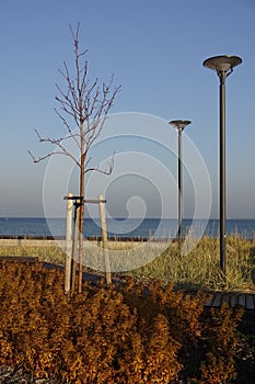 Two lampposts and tree by the seaside on a sunny day. Reidi tee street promenade. Yellow golden autumn plants in the