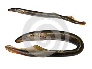 Two lampreys