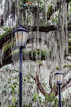 Two Lamps and Spanish Moss