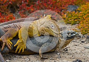 Two land iguanas are fighting with each other. The Galapagos Islands. Pacific Ocean. Ecuador.