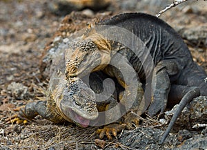 Two land iguanas are fighting with each other. The Galapagos Islands. Pacific Ocean. Ecuador.