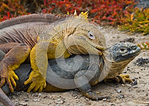 Two land iguanas are fighting with each other. The Galapagos Islands. Pacific Ocean. Ecuador.