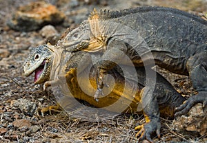 Two land iguanas are fighting with each other. The Galapagos Islands. Pacific Ocean. Ecuador.