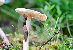 Two land slugs eating white mushroom russula, very common an edible mushroom growing out of a layer of moss and grass, close up