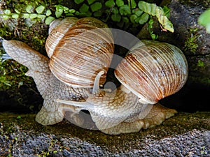 Two land snails, Helix pomatia snails mating