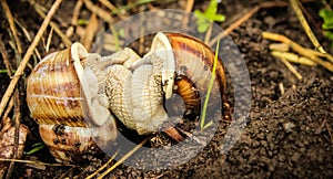 Two land snails mating in between grass