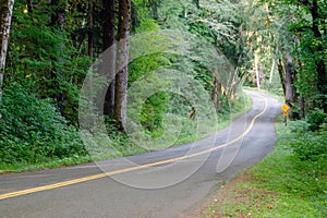 Two Lane Road Cuts Through Dense Tree Canopy Hoh Rainforest