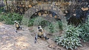 Two langur monkeys Semnopithecus entellus are sitting