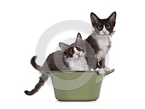 Two LaPerm cat kittens on white