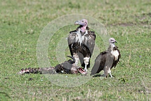 Two Lappet-faced Vultures with Prey