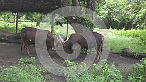 Two large adult buffalo awake horns