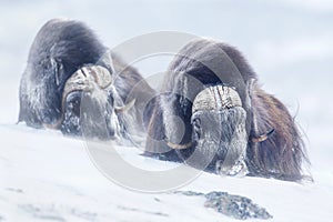 Two large adult male musk oxen in the mountains during tough cold winter conditions