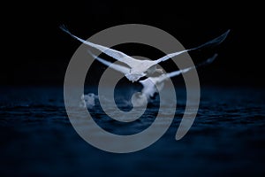 Two Swans Taking Off on Dark Blue Water