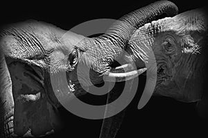 Two large African elephants in black and white