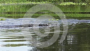 Two Large Alligators Territorial Fight in Springtime.