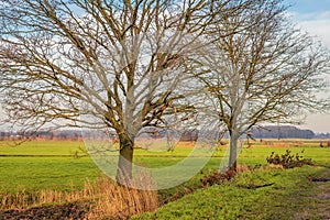 Two large bare trees on the edge of a meadow