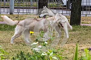 Two large beautiful dogs, Siberian Huskies, run around the city park during a morning walk.