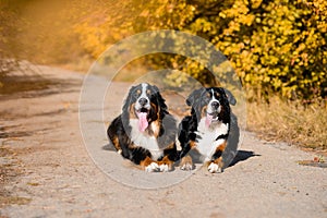 Two large beautiful well-groomed dogs sit on the road, breed Berner Sennenhund, against background of an autumn forest