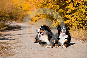 Two large beautiful well-groomed dogs sit on the road, breed Berner Sennenhund, against background of an autumn forest