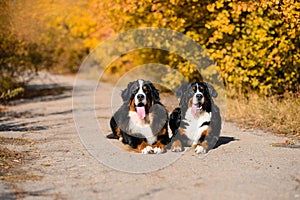 Two large beautiful well-groomed dogs sit on the road, breed Berner Sennenhund, against background of an autumn forest