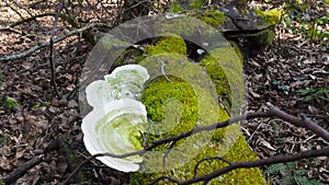 Two large belozelenyh fungus growing on a tree around the green moss. Camera forward to mushrooms movement allows you to see the