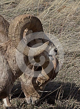 Two Large Big Horn Rams Grazing