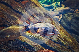 Two large big red yellow tropical fishes in blue water, colorful underwater world