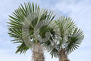 Two large Bismarck palms with large fan-shaped leaves